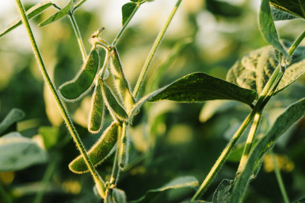 istock Unripe organic soybean pods 1215574068