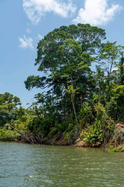istock Daintree River tour in Queensland, Australia 1215574263