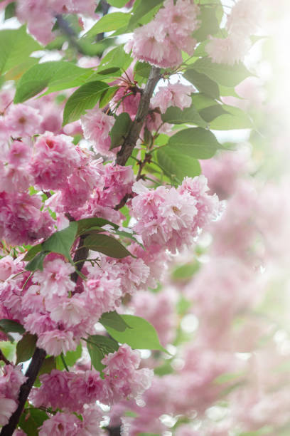 istock Background from pink sakura flowers in bloom on a tree in the sunlight. close-up, selective focus, blur. Copy space 1215574514