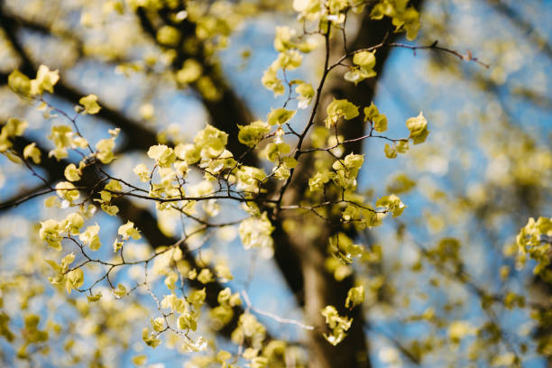 istock Spring background with fresh green leaves at sunset 1215575385