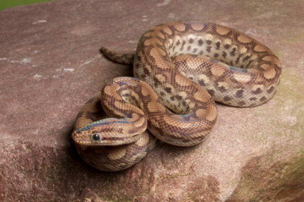 istock Colombian Rainbow Boa on rock 1215575661