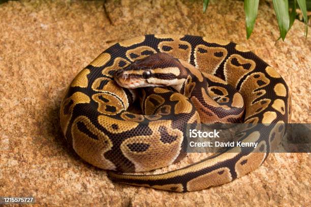 Ball Python Pee Rocks Ball Python Coiled On Rock Stock Photo - Download Image Now - Royal ...