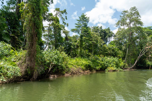 istock Daintree River tour in Queensland, Australia 1215575810