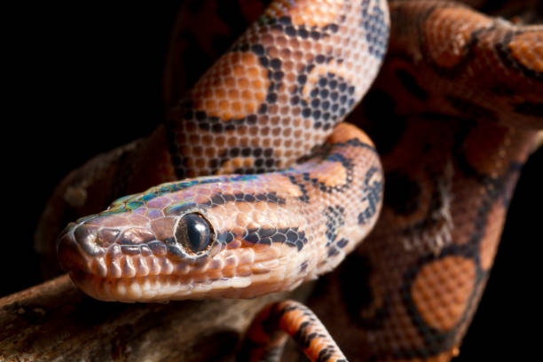istock Brazilian Rainbow Boa portrait 1215575858