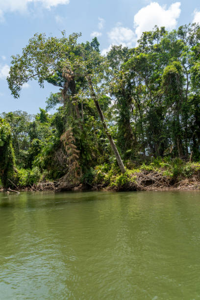 istock Daintree River tour in Queensland, Australia 1215575933