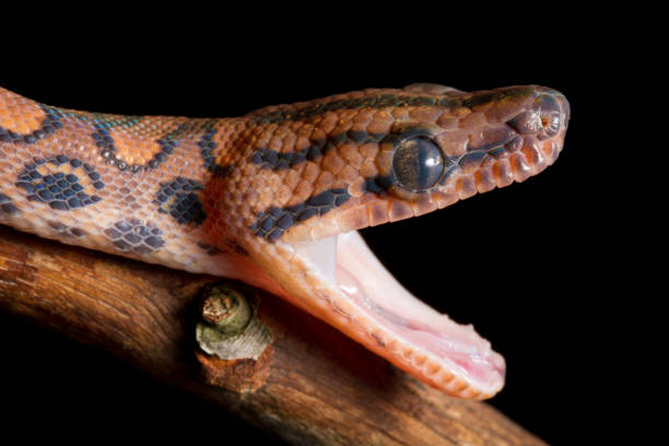 istock Brazilian Rainbow boa jaw stretch 1215575970
