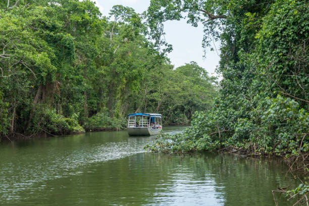 istock Daintree River tour in Queensland, Australia 1215576006