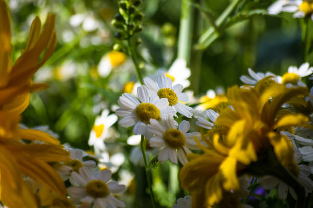 a colorful bouquet of bright spring flowers of various types, close-upcolorful bouquet of bright spring flowers of various types, close-up