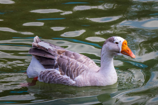 istock Goose swimming in the pool in zoo 1215579925