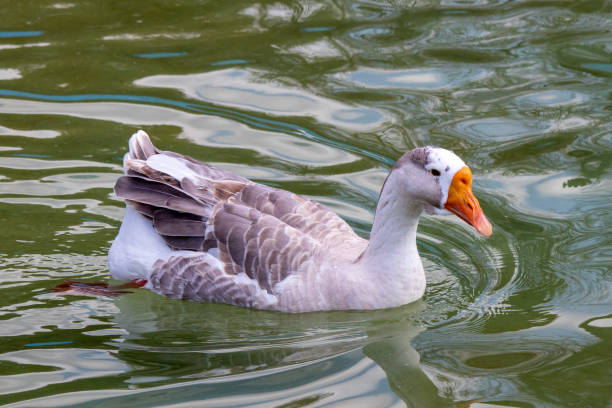 istock Goose swimming in the pool in zoo 1215579950