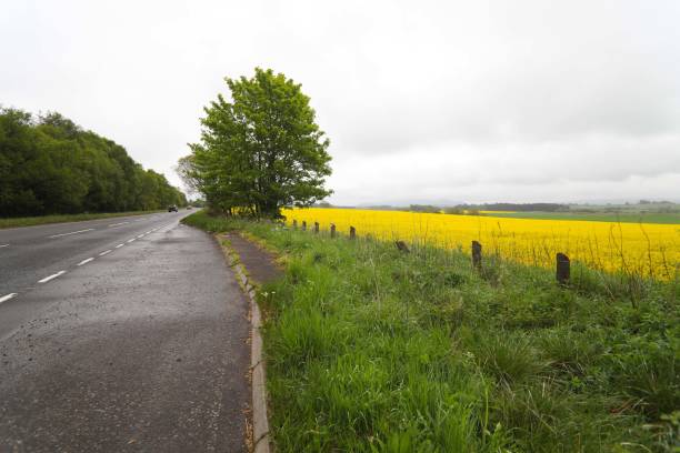 istock Wild flower in Edinburgh, Scotland 1215580284