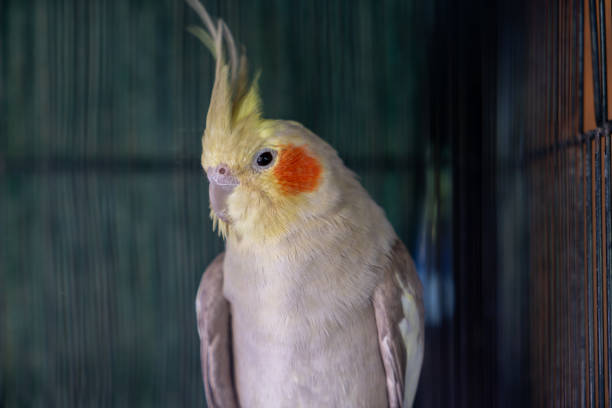 istock Beautiful cockatoo in Daintree rainforest, Queensland, Australia 1215580978