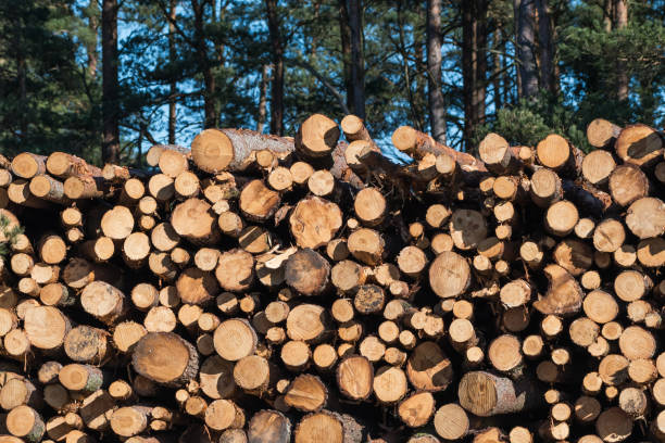 biomassa di legno di cellulosa impilata in un logarto - logpile foto e immagini stock