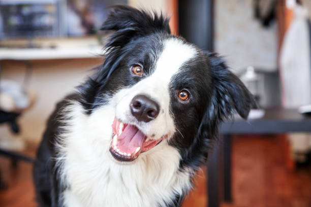 Stay home. Funny portrait of cute smilling puppy dog border collie indoors. New lovely member of family little dog at home gazing and waiting. Pet care and animal life quarantine concept Stay home. Funny portrait of cute smilling puppy dog border collie indoors. New lovely member of family little dog at home gazing and waiting. Pet care and animal life quarantine concept border collie stock pictures, royalty-free photos & images