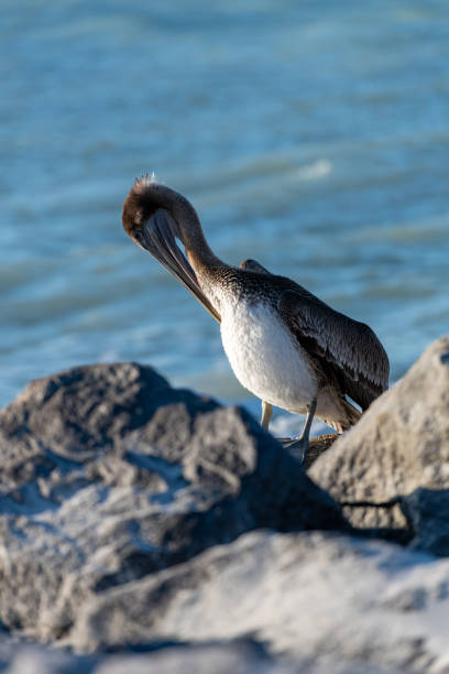 istock Brown Pelican Series 1215586043