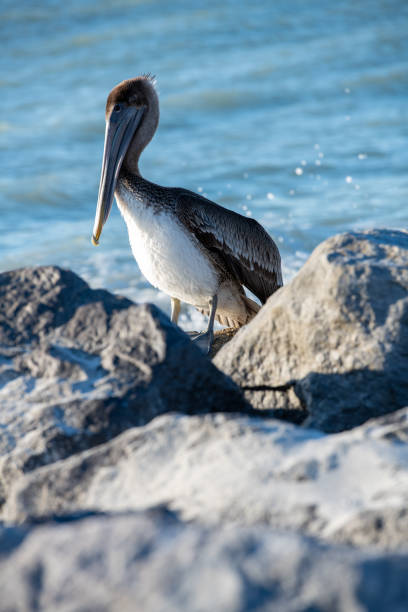 istock Brown Pelican Series 1215586073