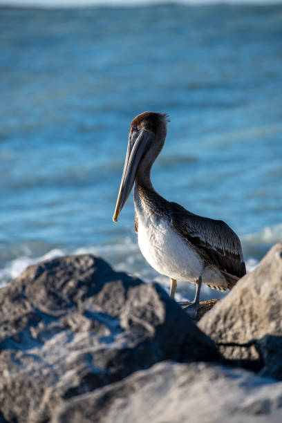 istock Brown Pelican Series 1215586100