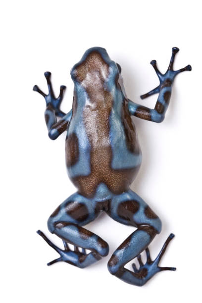 istock Poison Dart Frog Dendrobates Auratus Climbing 1215586342