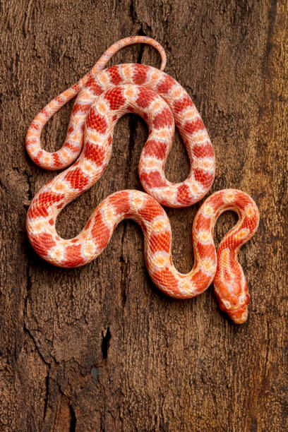 istock Albino Corn Snake full body top view 1215586349