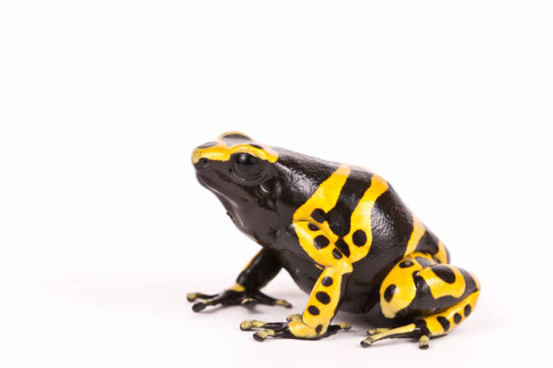 istock Poison Dart Frog Dendrobates Leucomelas 1215586369