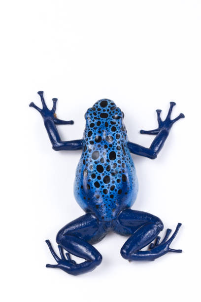 istock Poison Dart Frog Dendrobates Azureus top view 1215586370