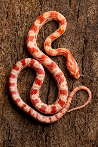 istock Albino corn snake full body top view 2 1215586375