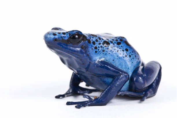 독 다트 개구리 dendrobates azureus 초상화 - blue poison arrow frog 뉴스 사진 이미지