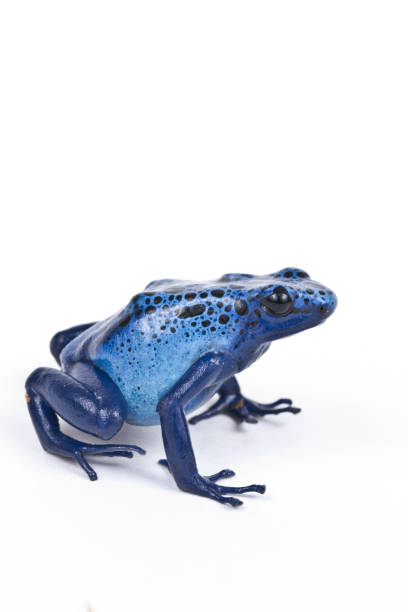 istock Poison Dart Frog Dendrobates Azureus looking right 1215586529