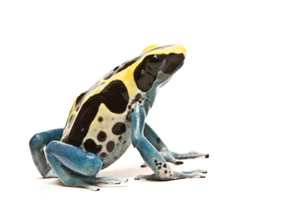 Poison Dart Frog Dendrobates Tinctorius looking right stock photo