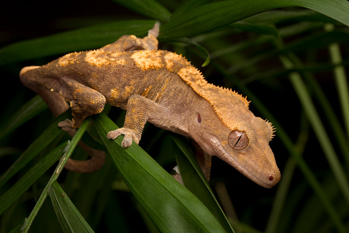 Crested Gecko on a palm plant - Captive