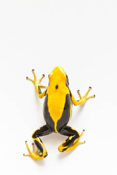 istock Poison Dart Frog Dendrobates Tinctorius top view 1215586921
