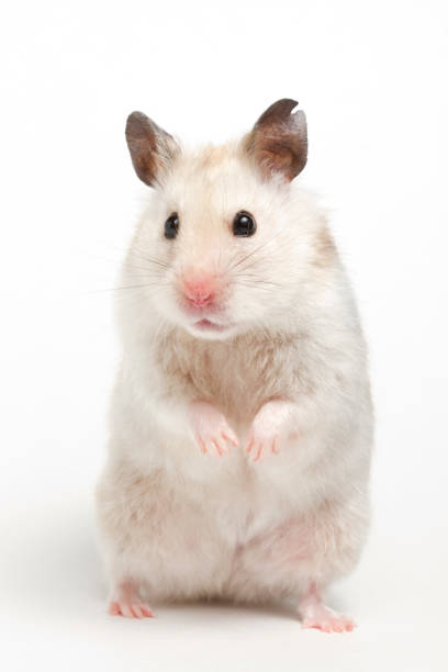 istock Syrian Hamster standing on hind legs 1215586972