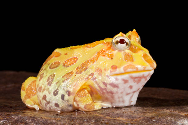 istock Pac Man frog on rock portrait 1215587044