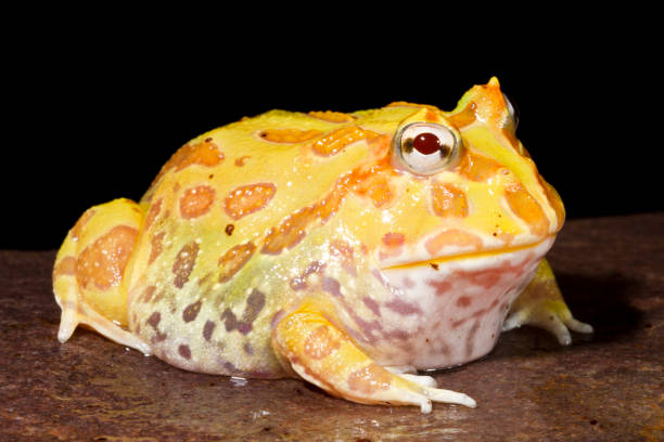 istock Pac Man frog portrait 2 1215587051