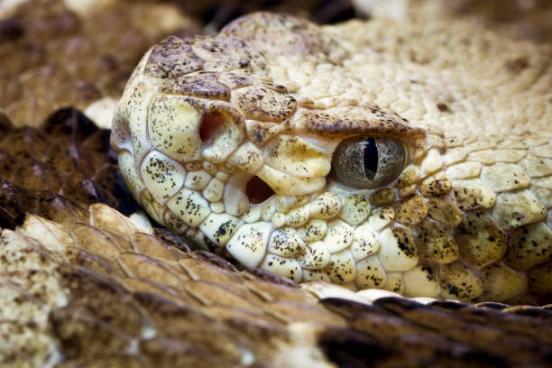 Timber rattlesnake close up stock photo