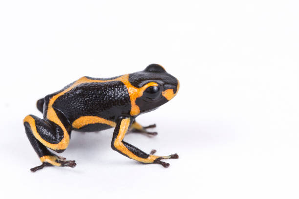 istock Poison Dart Frog (Ranitomeya Imitator) on white background 1215587071