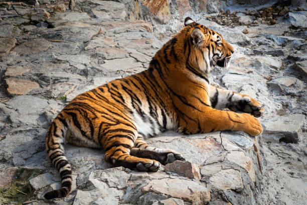 istock Tiger lying on a stone in the zoo 1215587198