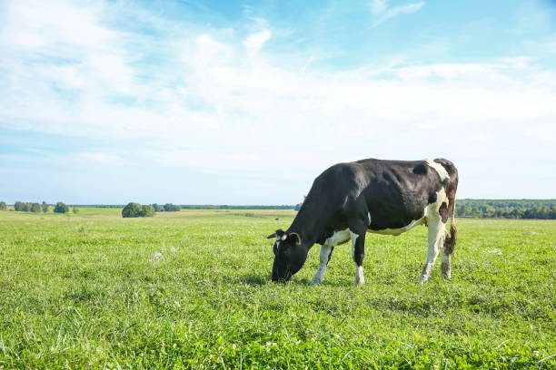 istock cows graze in a meadow in summer 1215587439