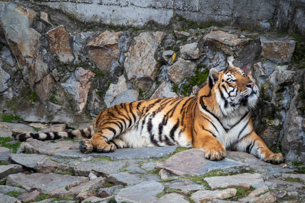 istock Tiger lying on a stone in the zoo 1215587521