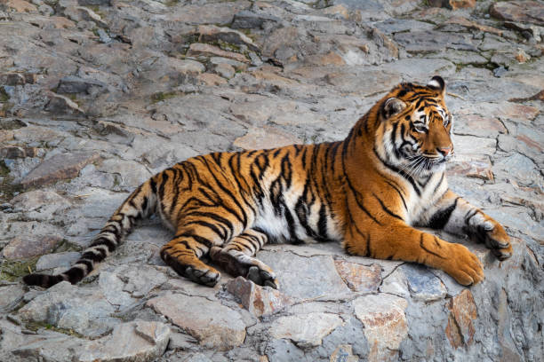 istock Tiger lying on a stone in the zoo 1215587523