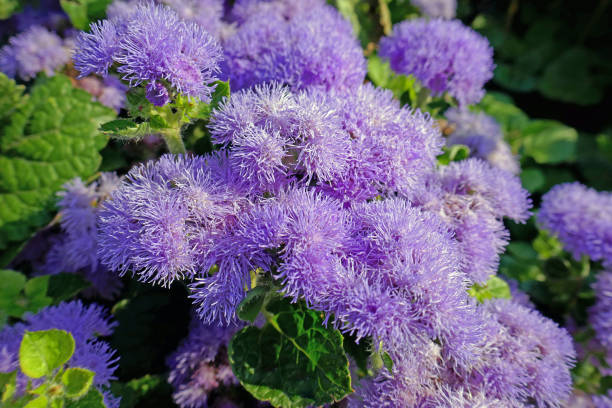 Ageratum houstonianum - Leberbalsam flowers