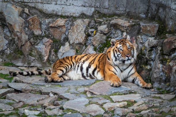 istock Tiger lying on a stone in the zoo 1215588383