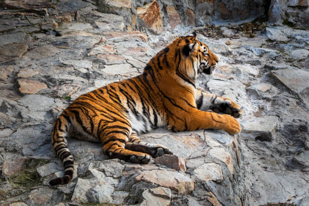 istock Tiger lying on a stone in the zoo 1215588473