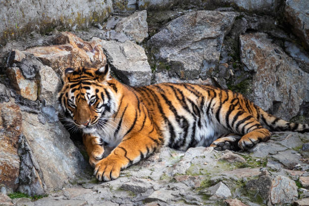 istock Tiger lying on a stone in the zoo 1215588559