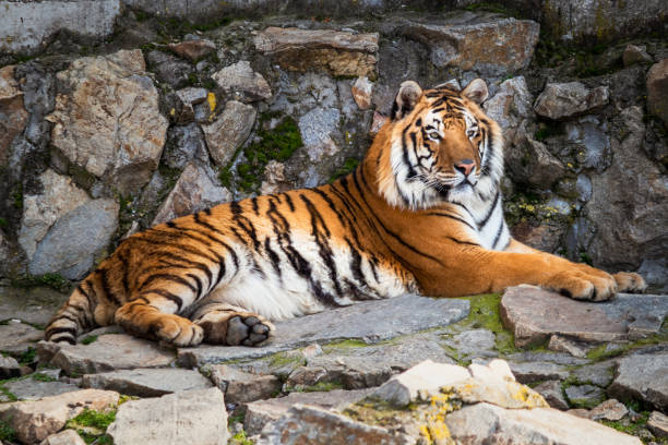 istock Tiger lying on a stone in the zoo 1215588583