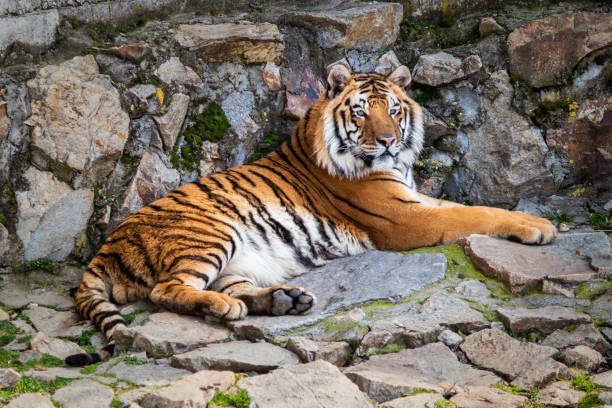 istock Tiger lying on a stone in the zoo 1215588669