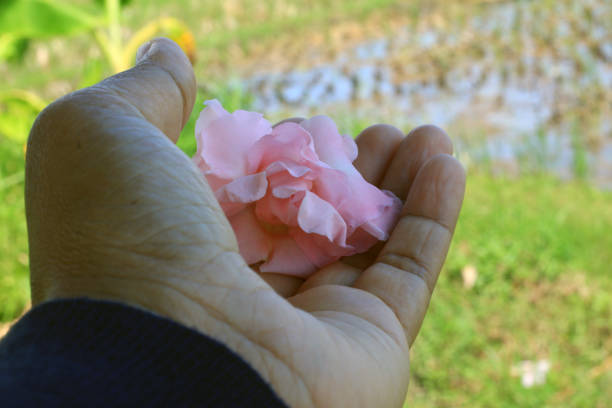 Woman holding beautiful pink flower in hand in fresh green grass in field background.