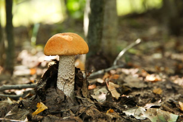 istock mushroom  boletus close up 1215590933