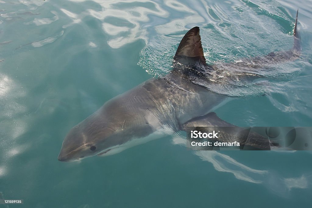 White Shark  Great White Shark Stock Photo