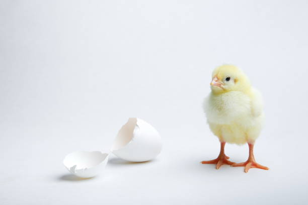 istock yellow new born chick 1215591728